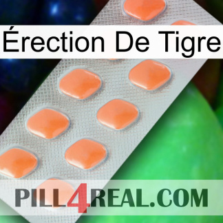 Érection De Tigre 26